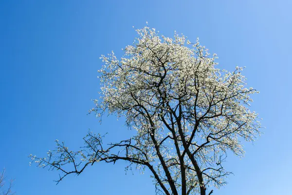 Beautiful View Tree — Stock Photo, Image