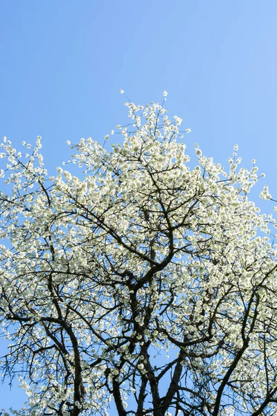 花园里美丽的春花 — 图库照片