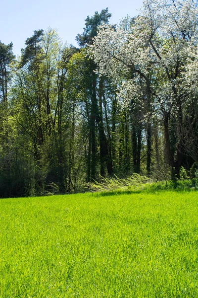 Grüne Bäume Park — Stockfoto