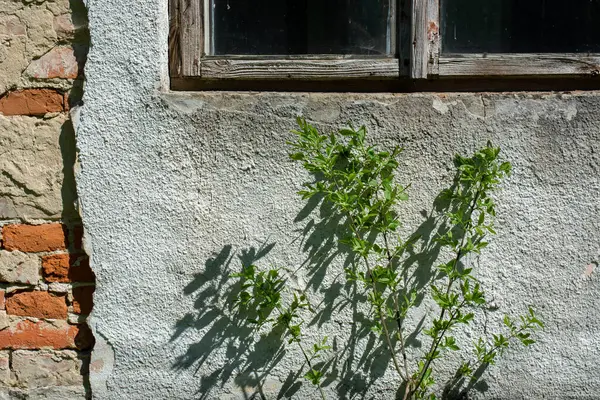Old Window Ivy Green Leaves — Stockfoto