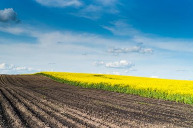 Tarım arazisi kolza tohumu ile ekilmiştir. Sarı alan ve mavi gökyüzü