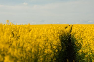 Tarım arazisi kolza tohumu ile ekilmiştir. Sarı alan ve mavi gökyüzü