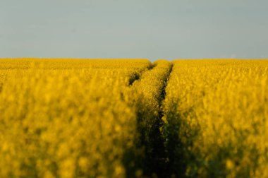 Tarım arazisi kolza tohumu ile ekilmiştir. Sarı alan ve mavi gökyüzü