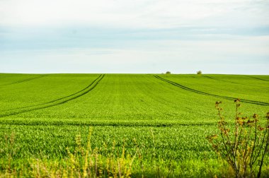 Çavdarlı yeşil tarla. 