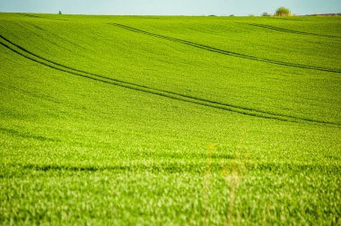 Çavdarlı yeşil tarla. 