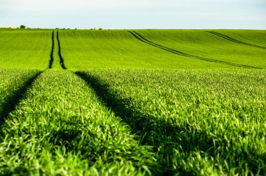 Çavdarlı yeşil tarla. 