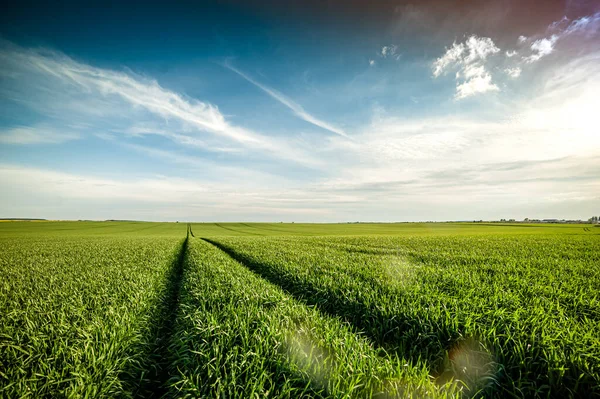 Beautiful Landscape Blue Sky Agricultural Field — Stock Photo, Image