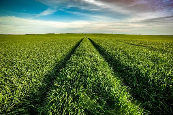 Hermoso Paisaje Cielo Azul Sobre Campo Agrícola — Foto de Stock