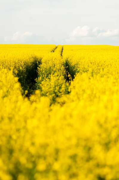 Campo Agrícola Siembra Con Colza Campo Amarillo Cielo Azul — Foto de Stock