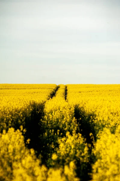 Campo Agrícola Siembra Con Colza Campo Amarillo Cielo Azul — Foto de Stock