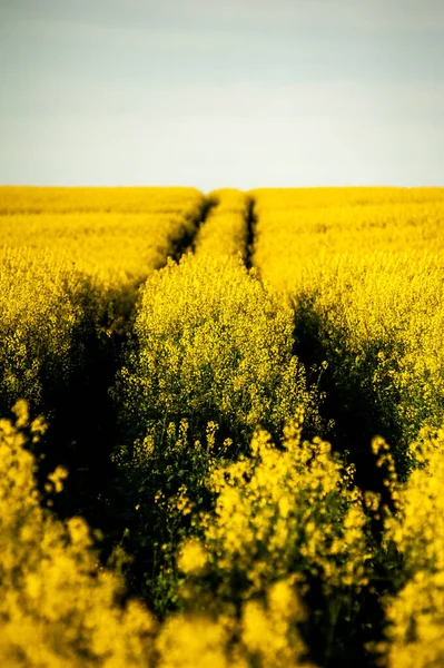 Campo Agrícola Siembra Con Colza Campo Amarillo Cielo Azul — Foto de Stock