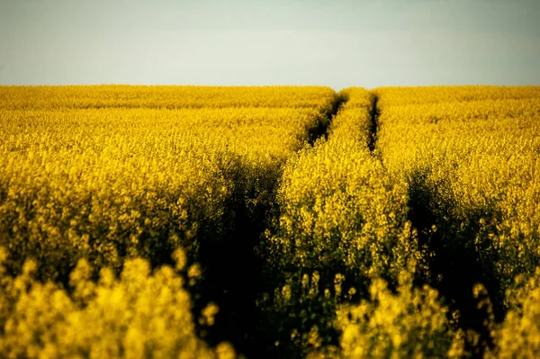 Campo Agrícola Siembra Con Colza Campo Amarillo Cielo Azul — Foto de Stock