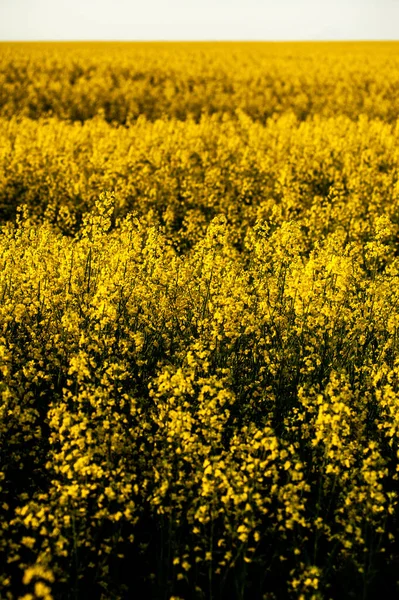 Campo Agrícola Siembra Con Colza Campo Amarillo Cielo Azul — Foto de Stock