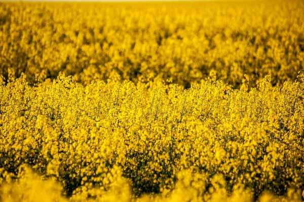 Αγρός Είναι Σπαρμένος Κράμβη Κίτρινο Πεδίο Και Μπλε Ουρανός — Φωτογραφία Αρχείου