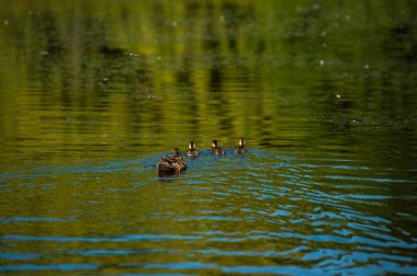 Bir çift ördek suda yüzüyor.