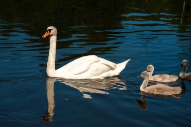 Gölde yüzen beyaz kuğu.