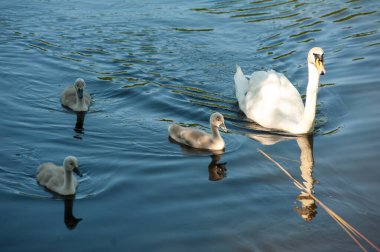 Gölde yüzen beyaz kuğular