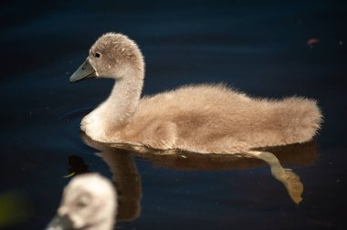 Vahşi gölde küçük bebek kuğular
