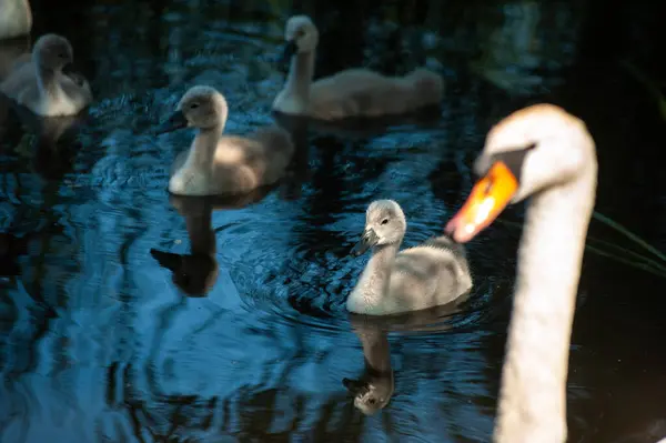 Красивые Белые Лебеди Купающиеся Озере — стоковое фото