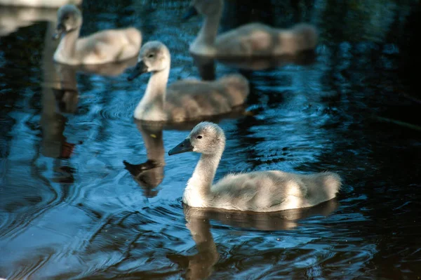 Gyönyörű Fehér Hattyú Tavon — Stock Fotó