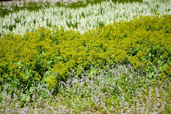 庭の美しい花 — ストック写真