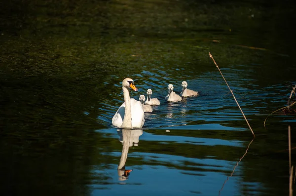 Pequeños Cisnes Bebé Lago Salvaje —  Fotos de Stock