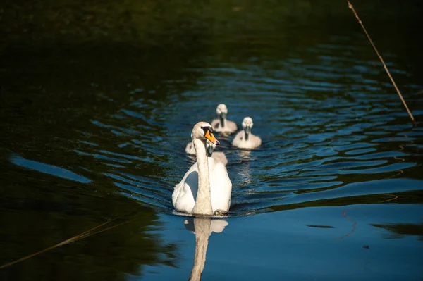 Vahşi Gölde Küçük Bebek Kuğular — Stok fotoğraf