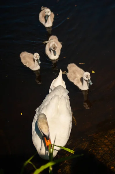 Маленькие Лебеди Диком Озере — стоковое фото
