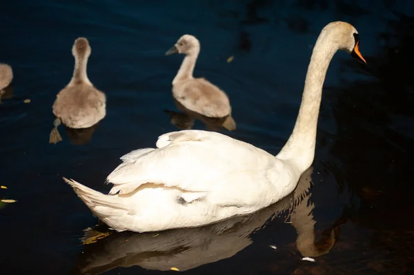 Маленькие Лебеди Диком Озере — стоковое фото