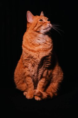 Güzel turuncu kedi portresi