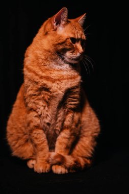 Güzel turuncu kedi portresi