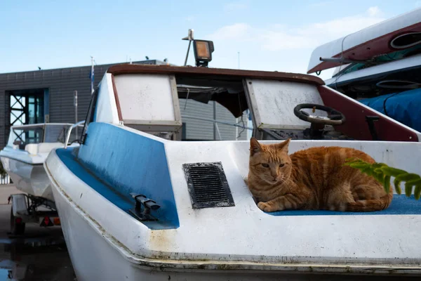Narancssárga Macska Előtérben Egy Elhagyatott Hajón Fekszik Jogdíjmentes Stock Fotók
