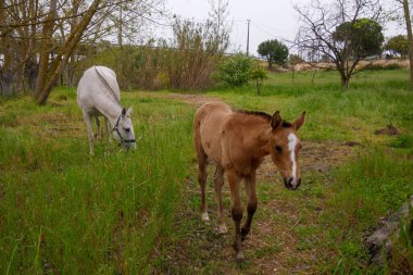 Kahverengi tay beyaz annesinin yanında yiyor. Sahada genç bir at. Tay, ahbap. Anne ve oğul.