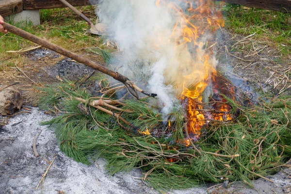 Pine Trees Grass Leaves Bonefire Flames Fire — ストック写真
