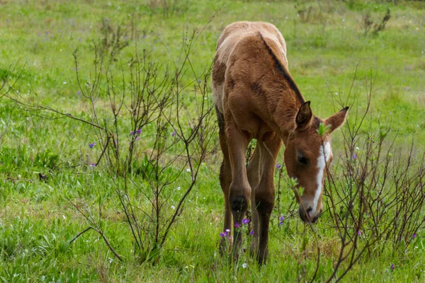 Brown Colt Eating Grass Young Baby Horse Field Foal Bucko — Photo