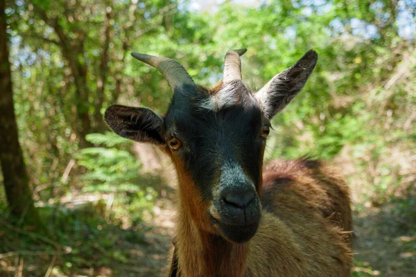 Closeup Black Brown Goat Snout Nature Macro Portrait Its Face — Stock Photo, Image