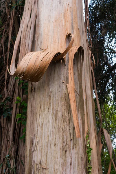 Eukaliptuszfa Hámozó Csíkok Kéreg Erdőben Gurulás Jogdíjmentes Stock Képek