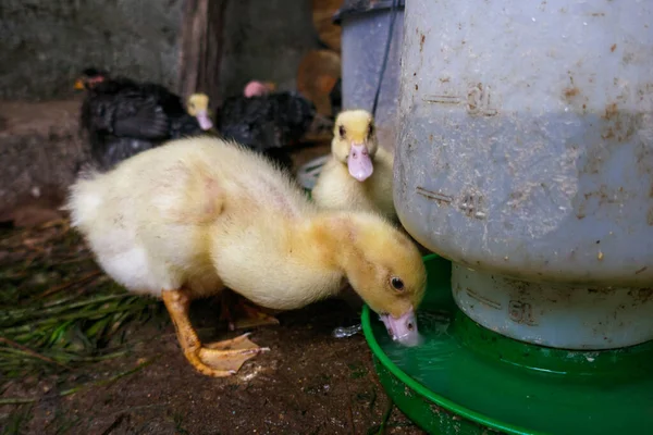 Baby duck goose duckling and chicken hen drinking water from a watering hole place or trough. Newborns. Yellow fur