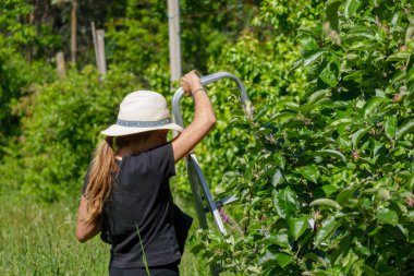 Yeşil doğayla çevrili elma ve meyve toplayan merdivenli sarışın kız..