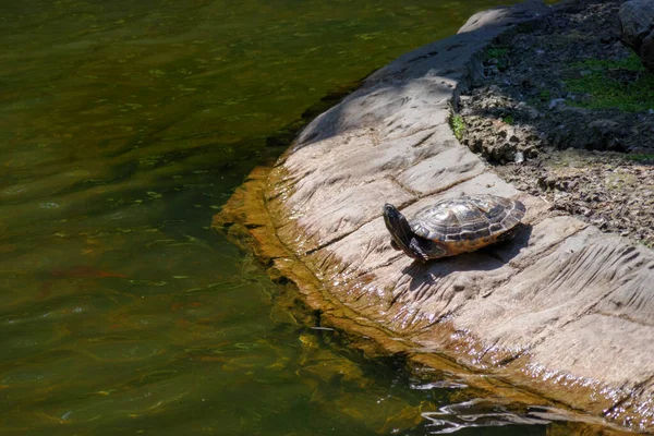 Tartaruga Verde Marrom Olhando Para Cima Nas Margens Lago Água — Fotografia de Stock