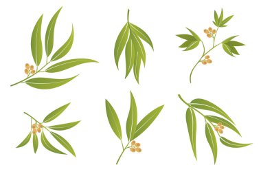 Vector eucalyptus branches. Hand drawn green leaves set with berries isolated on white background. Different twigs collection for textile, wedding invitation cards. Vector EPS10 clipart