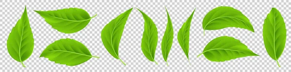 Ρεαλιστικά Πράσινα Φύλλα Που Απομονώνονται Διαφανές Φόντο Συλλογή Από Λεπτομερή — Διανυσματικό Αρχείο