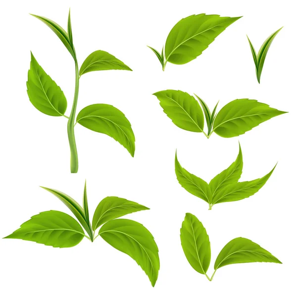 現実的な緑の葉は白い背景に隔離されています 詳細な3D異なる緑の葉のコレクション 生態学 生物学 健康的な食事のテーマ 茶葉や木の葉 ベクターイラスト Eps10 — ストックベクタ