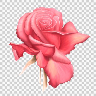 Pembe gül vektör çizimi şeffaf arkaplanda izole edildi. Gerçekçi el yapımı gül tomurcuğu. Düğün kartları, sevgililer günü ve anneler günü için kocaman güzel bir yaz çiçeği. Vektör EPS10