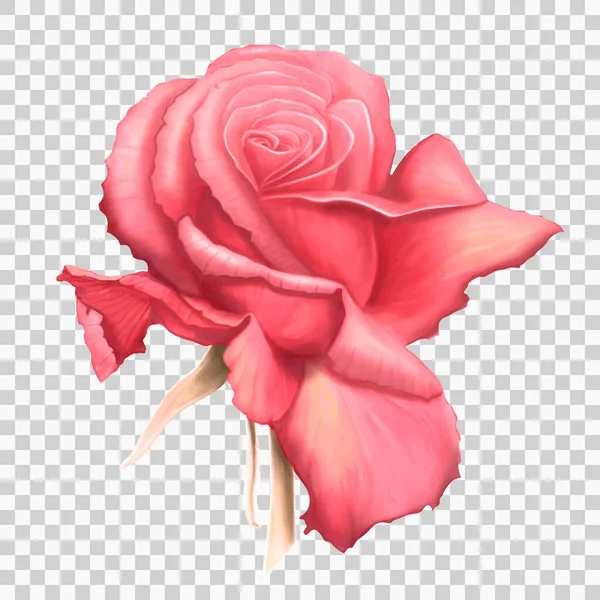Pembe gül vektör çizimi şeffaf arkaplanda izole edildi. Gerçekçi el yapımı gül tomurcuğu. Düğün kartları, sevgililer günü ve anneler günü için kocaman güzel bir yaz çiçeği. Vektör EPS10