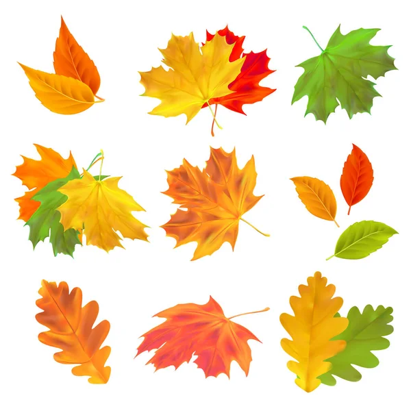 Conjunto Hojas Otoño Realistas Hojas Arce Roble Abedul Vectoriales Aisladas — Vector de stock