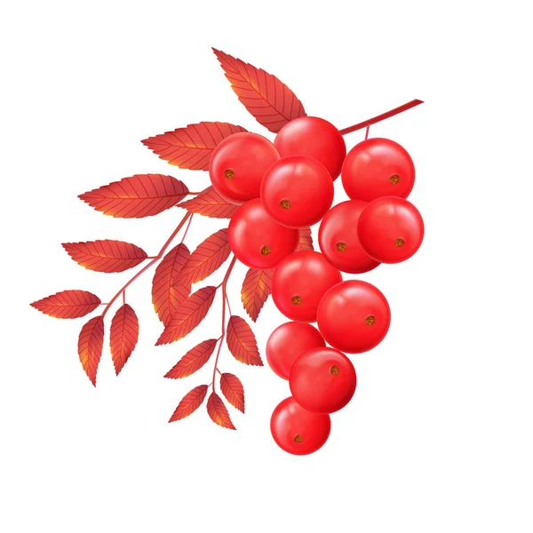 Rowan Branch Autumn Leaves Red Ripe Berries Vector Realistic Illustration — Stock Vector
