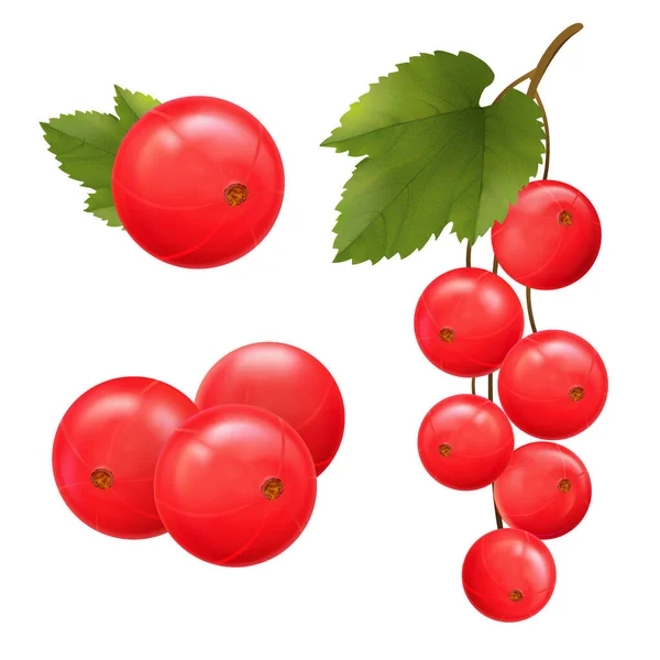 Rote Johannisbeeren Realistische Vektorillustration Von Johannisbeerzweig Mit Grünen Blättern Auf — Stockvektor