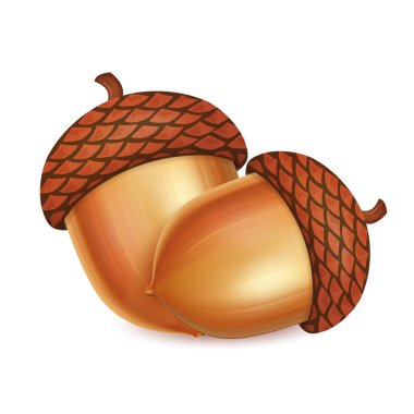 Meşe palamudu vektör illüstrasyonunu beyaz arkaplanda izole ettim. Sonbahar Tatil Sembolü