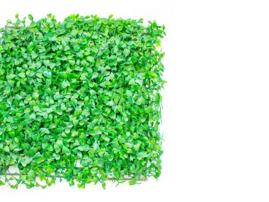 izole suni çim, yeşil çim. doğal arka plan dokusu